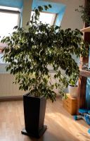 Ficus Benjamina (Birkenfeige), 2m hoch mit Topf!!! Sachsen - Elstra Vorschau