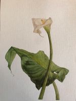 Aquarellbild Calla, Versand als Warensendung inclusive. Schleswig-Holstein - Wilster Vorschau