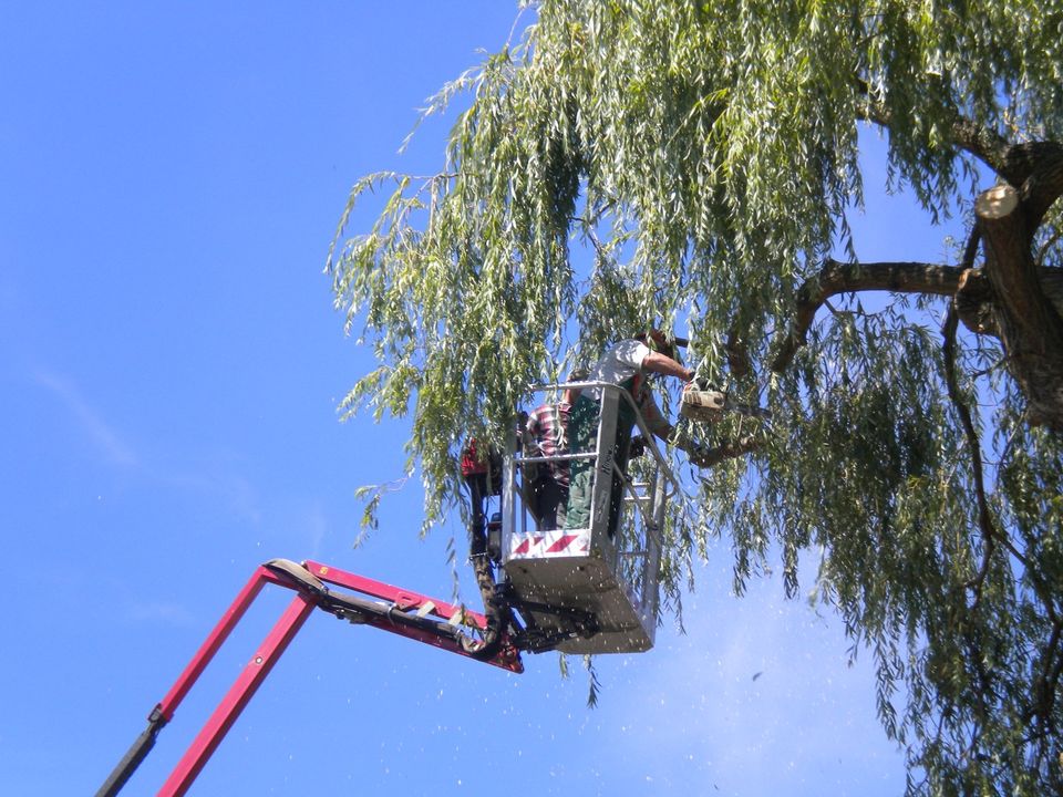 Baumfällarbeiten nach Sichtung/Vereinbarung in Bornheim