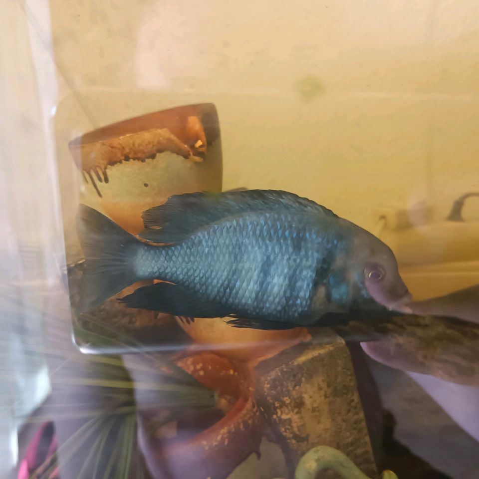 Buntbarsch Fisch, ca. 17-20 cm Silber-Blau in Potsdam