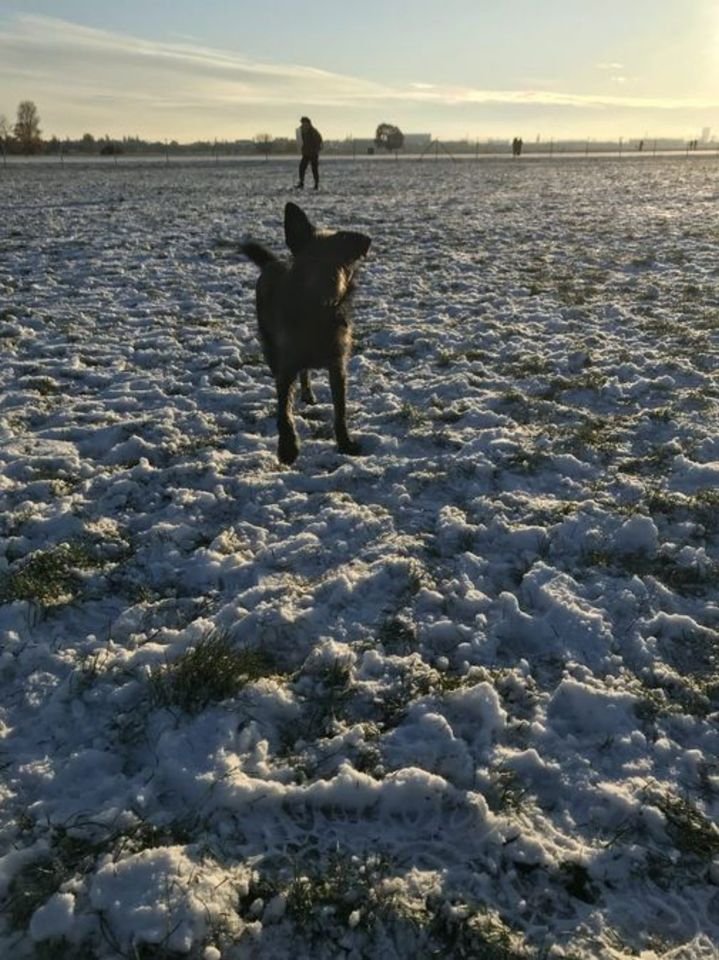 Dringend!!! - Scooby sucht sein Körbchen in Berlin