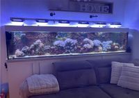 Aquarium 250x40x30 plus Technik Meer Sachsen - Altenberg Sachs Vorschau