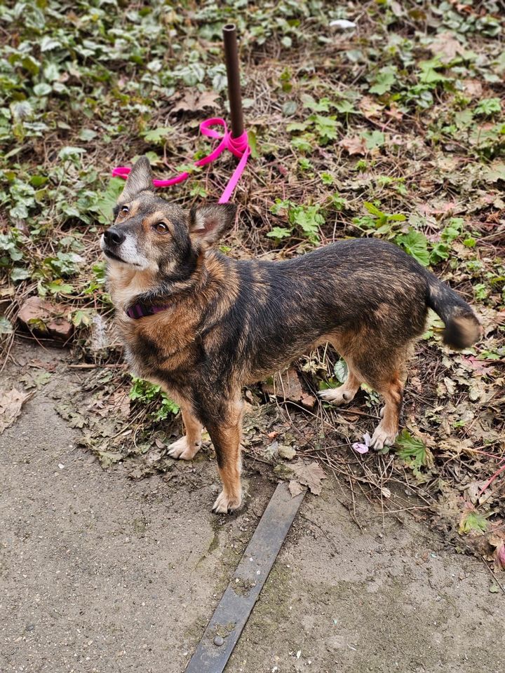 Tierschutz - Eva Hündin sucht ein neues Zuhause! in Frankfurt am Main