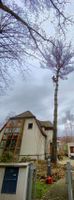 kostengünstige Fällung und Pflege  von Bäumen Sachsen - Dippoldiswalde Vorschau