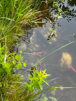 Goldfisch/Shubunkin Bayern - Hörgertshausen Vorschau