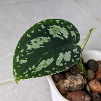 Scindapsus tricolor Borneo Baden-Württemberg - Karlsruhe Vorschau