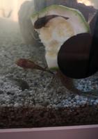 3 farbige Zuchtwelse L144 Aquarium Scheibenputzer Antennenwels Nordrhein-Westfalen - Krefeld Vorschau