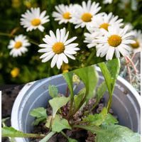 Gartenpflanzen, Mageriten, Mager-Sommer-Magerithen zu verschenken Niedersachsen - Braunschweig Vorschau