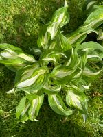 Hosta - Schneefeder - Funkie ⭐️ Bayern - Bad Brückenau Vorschau