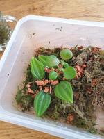 Tausche Peperomia Angulata "Rocca Vinance" Leipzig - Gohlis-Nord Vorschau