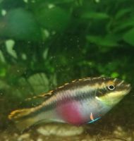 ausgewachsenes Purpurprachtbarsch(Pelvicachromis pulcher)Weibchen Hessen - Eschwege Vorschau