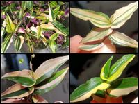 Wow Tradescantia Gibasis Pellucida Variegata - Zimmerpflanze Nürnberg (Mittelfr) - Südstadt Vorschau