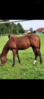 Hübscher Quarterhorse Hengst sucht sein Zuhause Bayern - Kirchdorf a. Inn Vorschau