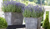 Lavendel Pflanzen gesucht für Garten Elberfeld - Elberfeld-West Vorschau