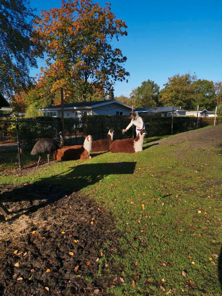 Ferienwohnung bei Steenwijk, Chalet NL Giethoorn, mit Pool in Mettingen