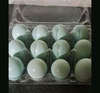 Wachteln eier( celadon ) Hessen - Höchst im Odenwald Vorschau