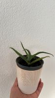 Aloe Vera Pflanze Baden-Württemberg - Überlingen Vorschau