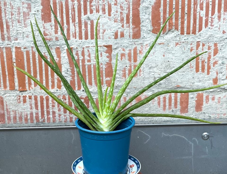 Aloe Vera (Zimmerpflanze) in Landshut