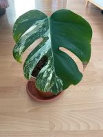 Pflanze Monstera Variegata Berlin - Neukölln Vorschau