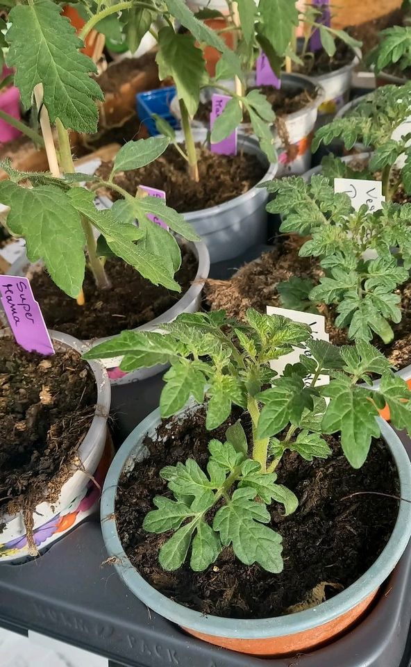 Tomaten, unveredelt - verschiedene Sorten in Ostrach