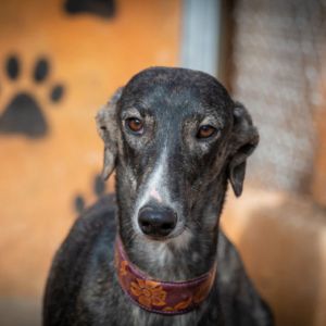 Berta- Galgo sucht ein Körbchen in Solms