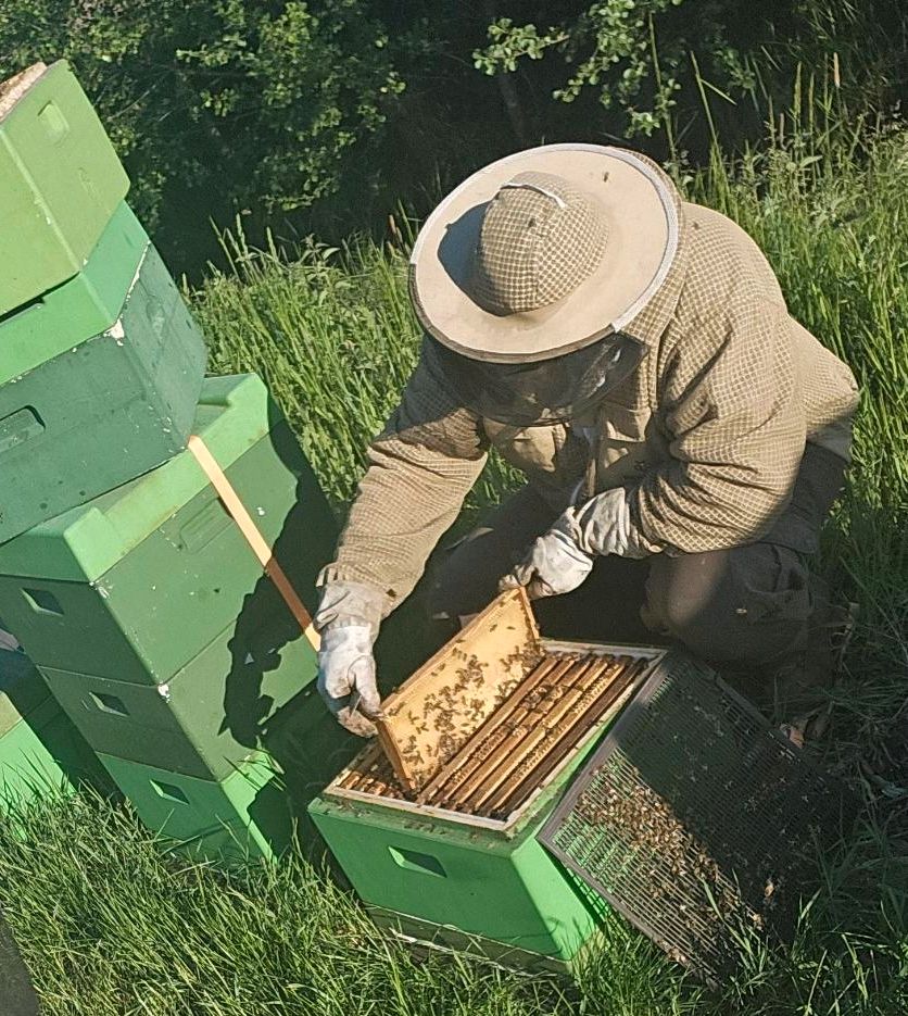 Bienenkönigin unbegattet Carnica Buckfast Königin Bienen Imkerei in Ziegendorf