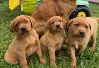 Reinrassige Labrador Welpen foxred mit Ahnentafel Papiere Nordrhein-Westfalen - Hille Vorschau