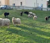 Heidschnucken Mix Herde abzugeben Thüringen - Weida Vorschau