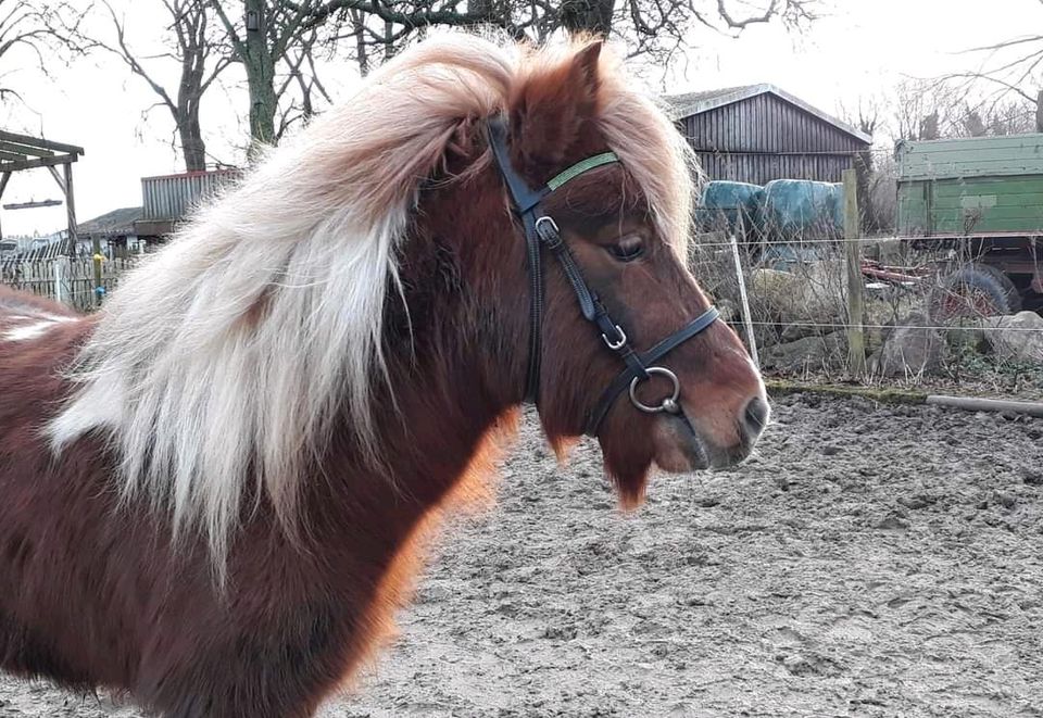 Trense mit Gebiss - Größe Pony / Shetlandpony in Wangels