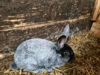 Stallkaninchen Bock Riesenmix Nordrhein-Westfalen - Mönchengladbach Vorschau