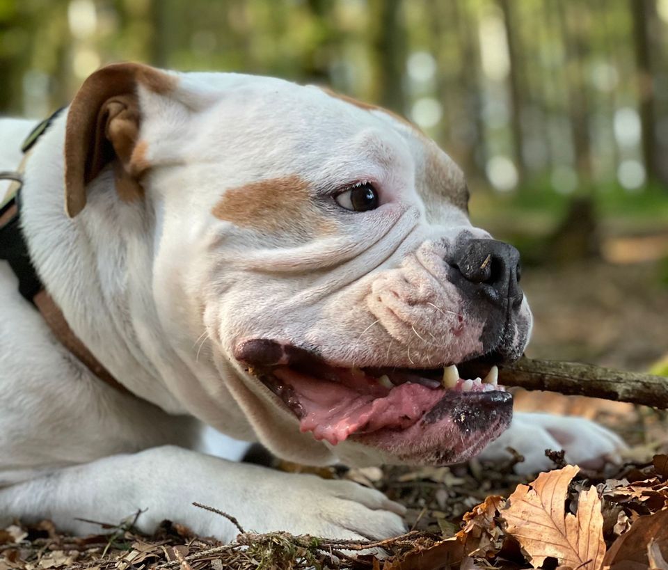 Hunde verstehen! in Isny im Allgäu