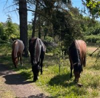 Su. Garten/ Wiese "Im Wüsten Forst" für Schafe und Pferde Hessen - Bischofsheim Vorschau