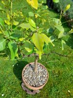 Zitronenbaum 9 Jahre alt im Terracottatopf Rheinland-Pfalz - Dausenau Vorschau