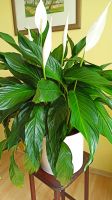luftreinigende Zimmerpflanze Einblatt Spatiphyllum Hessen - Viernheim Vorschau