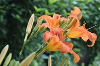 Taglilie orange im Topf | Hemerocallis | winterhart Sachsen-Anhalt - Magdeburg Vorschau