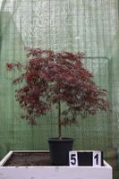 Acer palmatum ´Tamakeyama´ Ahorn Ahornwochen Sonderpreis Hessen - Dietzhölztal Vorschau