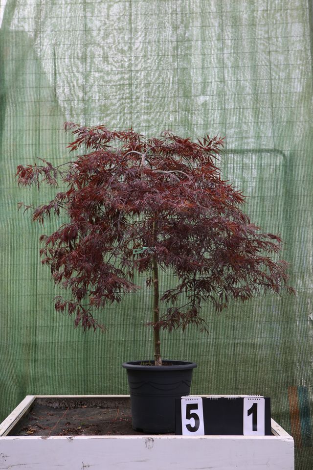 Acer palmatum ´Tamakeyama´ Ahorn Ahornwochen no. 51 in Dietzhölztal
