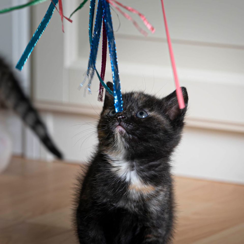 Hilfe bei Katzenvermittlung in gute Hände in Hamburg