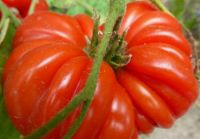 TOMATENSAMEN TOMATE OCHSENHERZ (COEUR DE BOEUF), HOCH ERTRAGREICH Bayern - Kalchreuth Vorschau