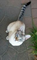 Suche/Vermisst Kater/Katze Siam-Mix "Kion"Belohnung Nordrhein-Westfalen - Horstmar Vorschau