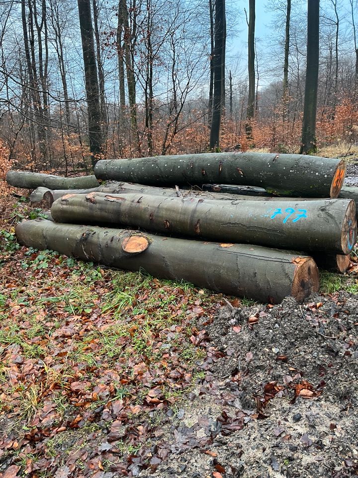 Stammholz Buche Brennholz Automatenholz sofort verfügbar ✅ in Aerzen