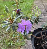 Rhododendron ponticum Nordrhein-Westfalen - Attendorn Vorschau