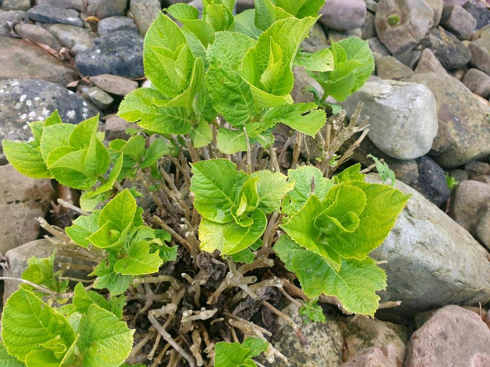 Pflanze (außen): Bauern-Hortensie in Enger