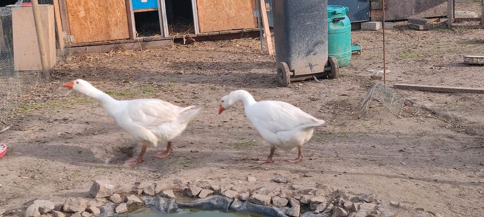 Gans und Ganter Paar in Heßdorf