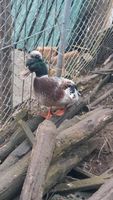 Sachen Enten Erpel Brandenburg - Neu Zauche Vorschau