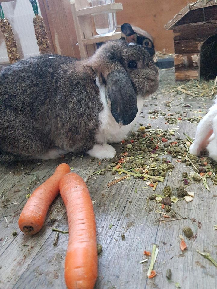 3 handzahme Zwergkaninchen inkl. sehr großem Gehege + Zubehör ❤ in Rommerskirchen