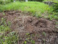 Erde aus Beet zu verschenken Gartenerde Bayern - Kümmersbruck Vorschau