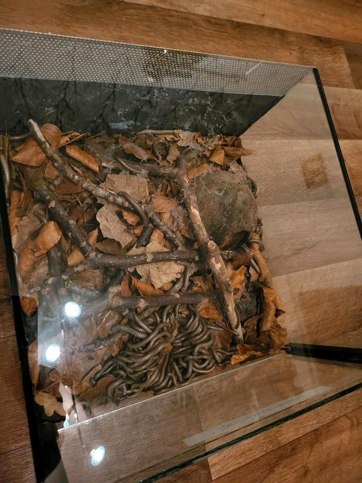 Tausendfüßler Spirobolus caudulanus Zucht Gruppe mit Terrarium in Wennigsen
