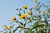 5 Pflanzen Topinambur Diätkartoffel mehrjähr. Sonnenblume Heilpfl Brandenburg - Bad Belzig Vorschau
