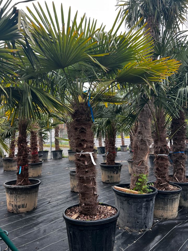 Trachycarpus fortunei winterhart hanfpalme in Altlußheim